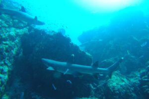 Tiburones en la isla de Caño