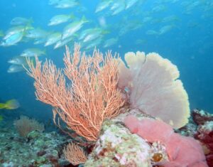 Corales en la isla de Caño