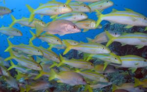 Goatfish en la isla de Caño