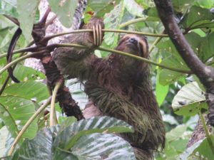 perezoso en un arbol al lado de las cabans bajo bosque