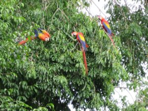 Papagayos al lado del bajo bosque